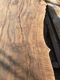 English Walnut